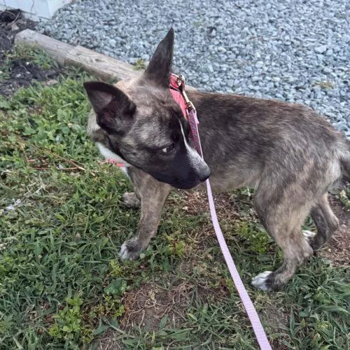 A baby medium-sized male Yellow / Tan / Blond / Fawn Hound dog named Kora for adoption in Sanford, NC