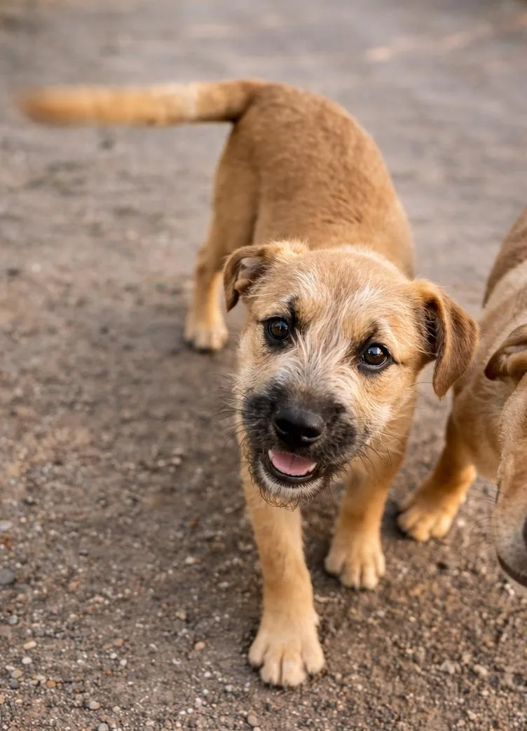 Johnny Bananas thumbnail 2