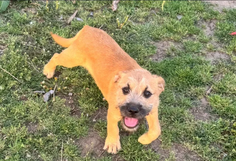 Johnny Bananas thumbnail 3