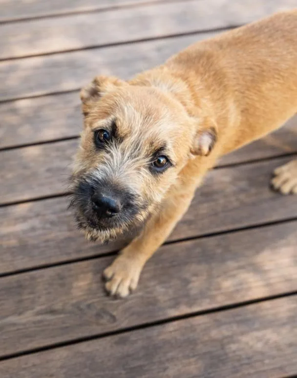 Johnny Bananas thumbnail 4