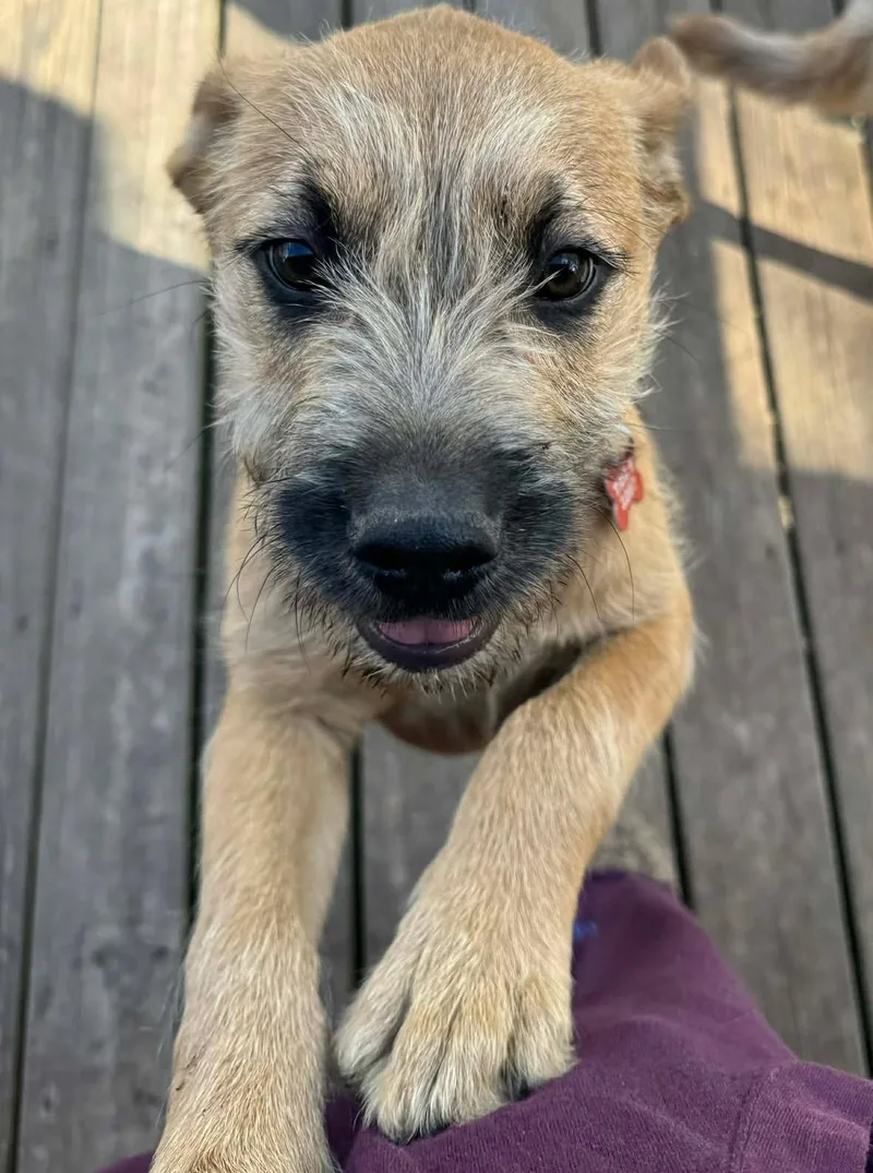 Johnny Bananas thumbnail 6