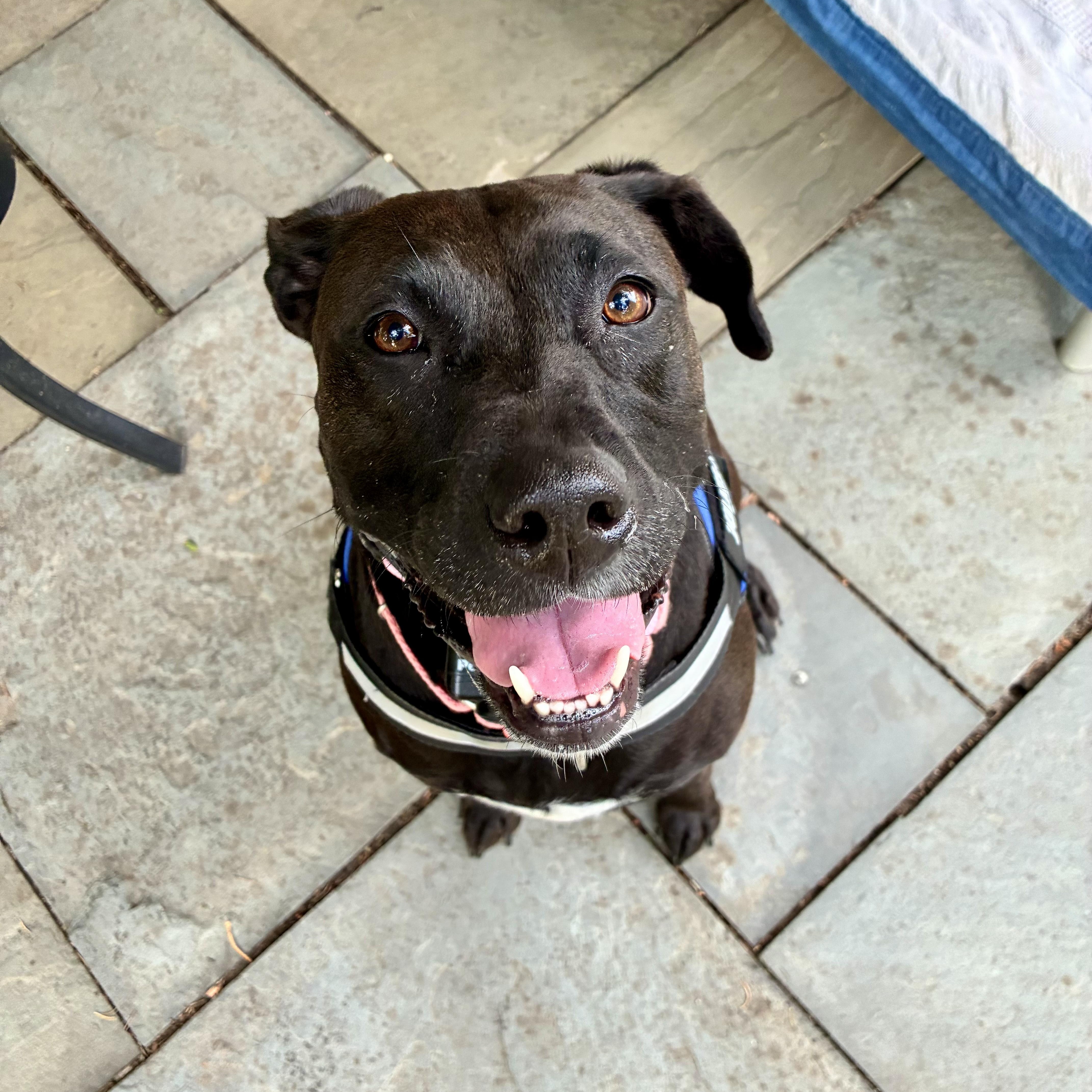 An adult large-sized female Black Labrador Retriever dog named Sadie for adoption in Hamilton, NJ