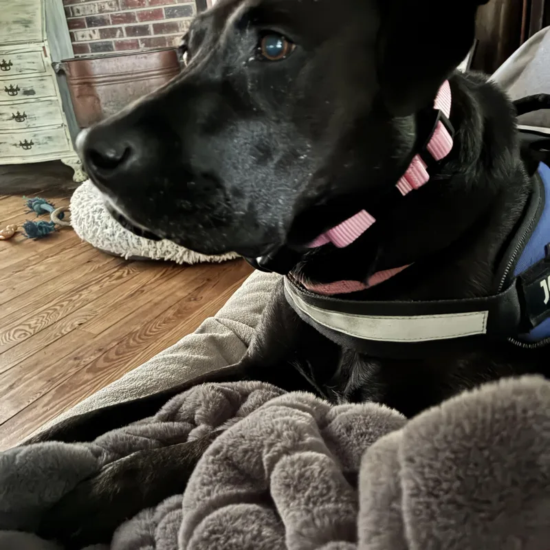 Sadie thumbnail 4