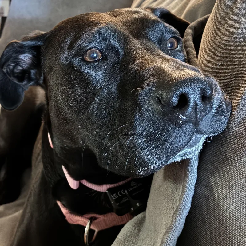 Sadie thumbnail 5