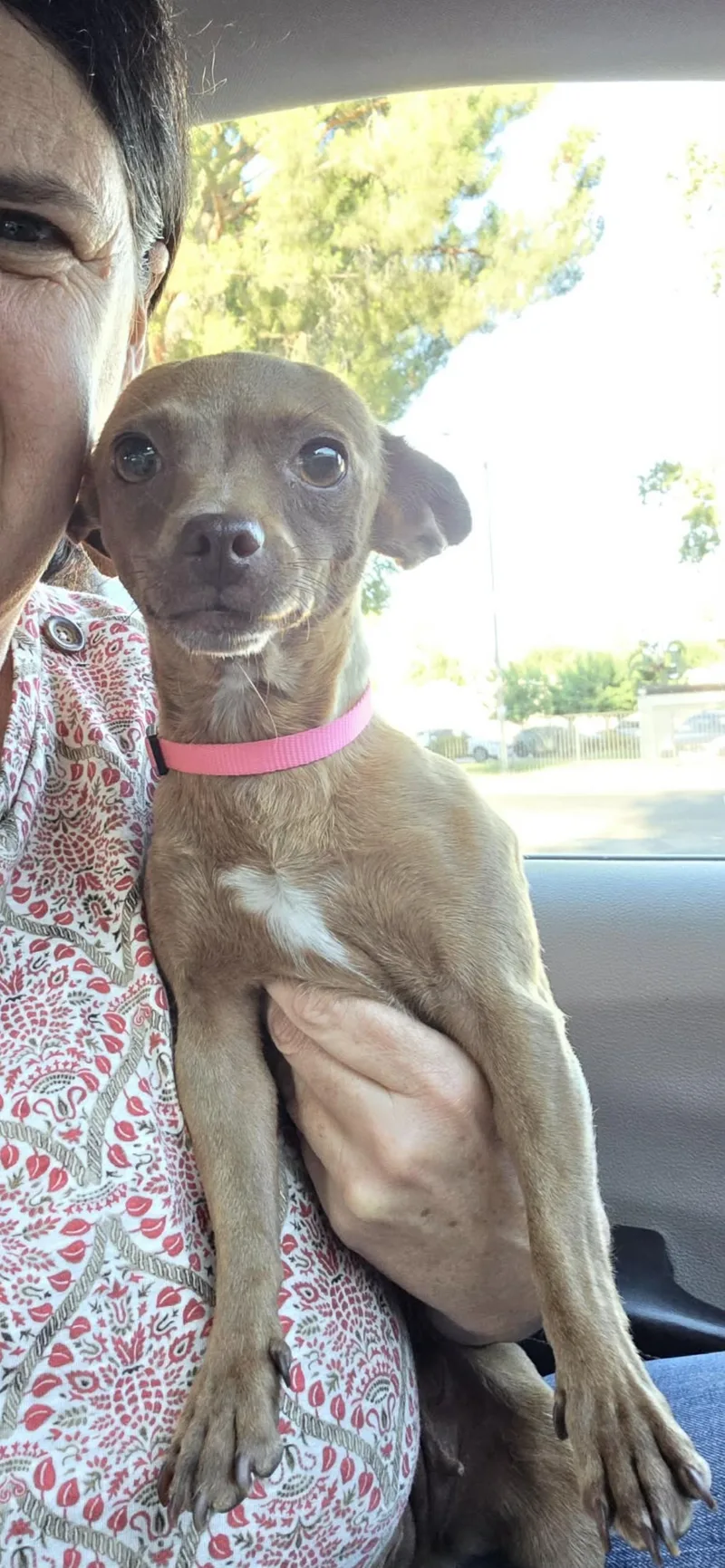 A young small-sized female Golden Chihuahua dog named Jackie for adoption in Branford, CT