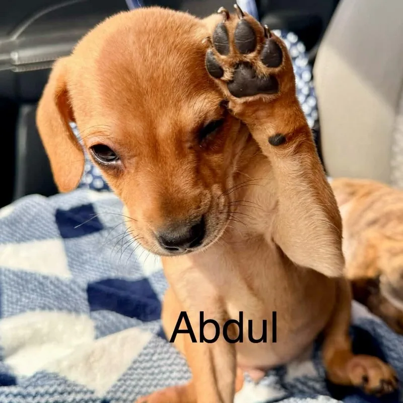 A baby medium-sized male Golden Mixed Breed dog named Abdul for adoption in Brewton, AL