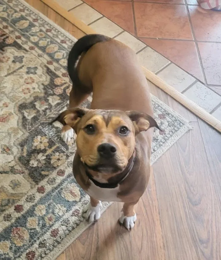 A young medium-sized female Hound dog named Lottie for adoption in New Bern, NC