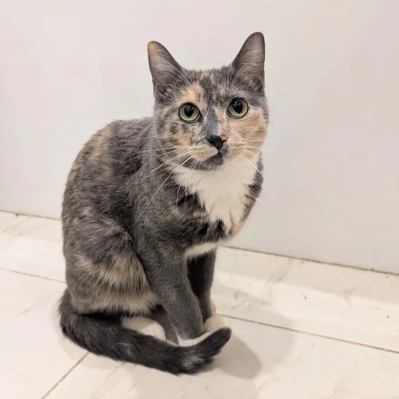 An adult medium-sized female Domestic Short Hair cat named Gia for adoption in New York, NY