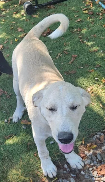 A baby large-sized male Yellow Labrador Retriever dog named Iggy Island for adoption in Andover, MA