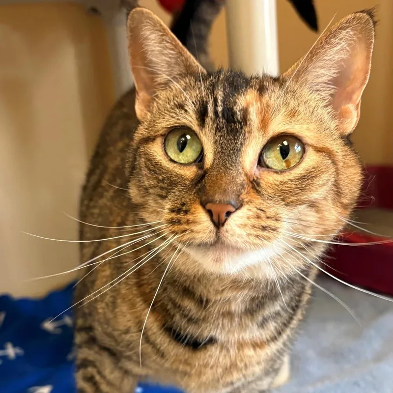 A senior small-sized female Torbie Domestic Short Hair cat named Chungus for adoption in East Hanover, NJ