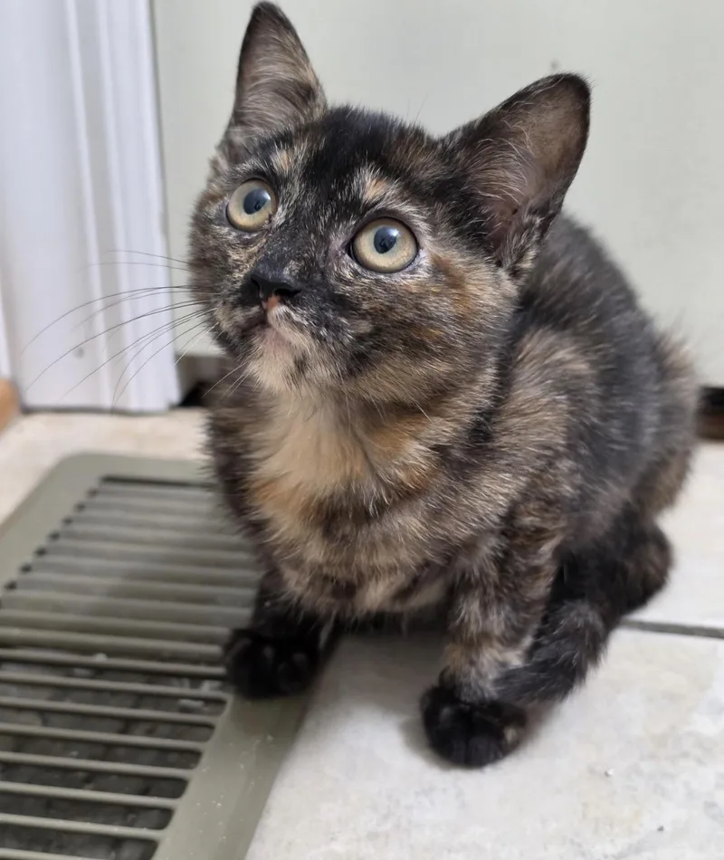 A baby small-sized female Domestic Short Hair cat named Jesse for adoption in Lockport, IL