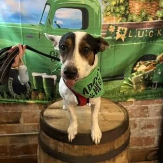 A young medium-sized male White / Cream Rat Terrier dog named Anthony for adoption in Watertown, WI