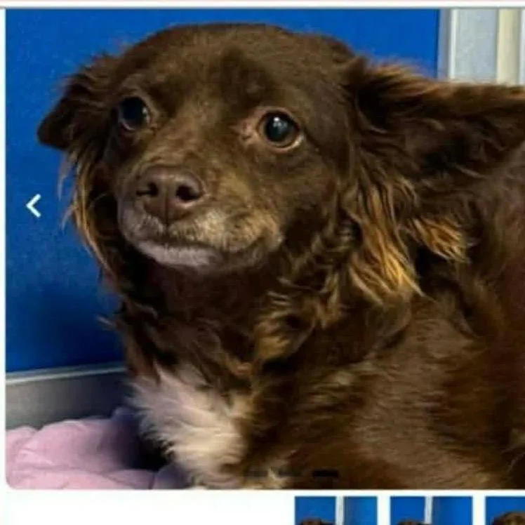 An adult small-sized female Brown / Chocolate Chihuahua dog named Dreamer COMING SOON for adoption in Loves Park, IL
