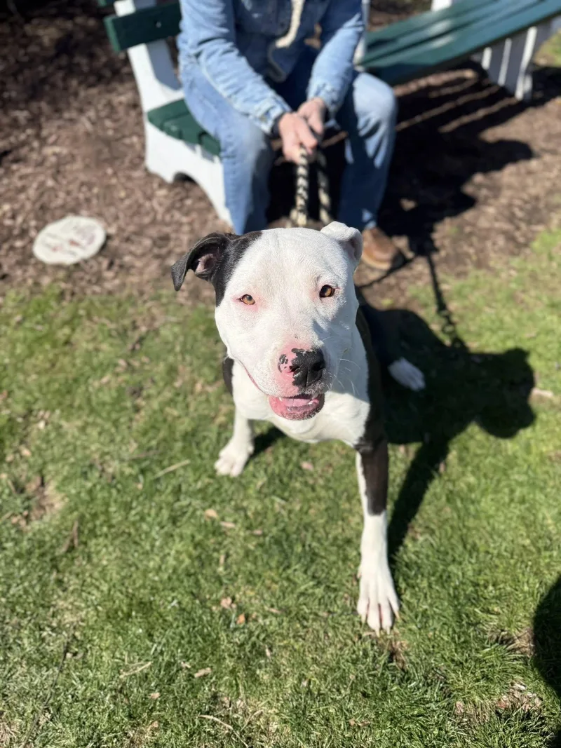An adult medium-sized male Black Pit Bull Terrier dog named Oakes for adoption in Breinigsville, PA