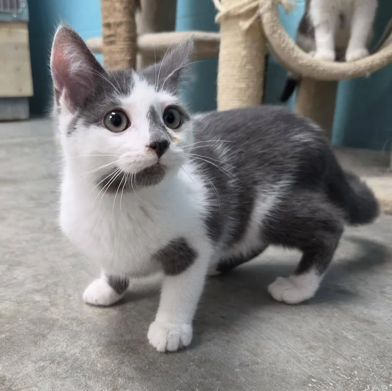 A young medium-sized male Gray & White Domestic Short Hair cat named GoGo for adoption in Chilton, WI