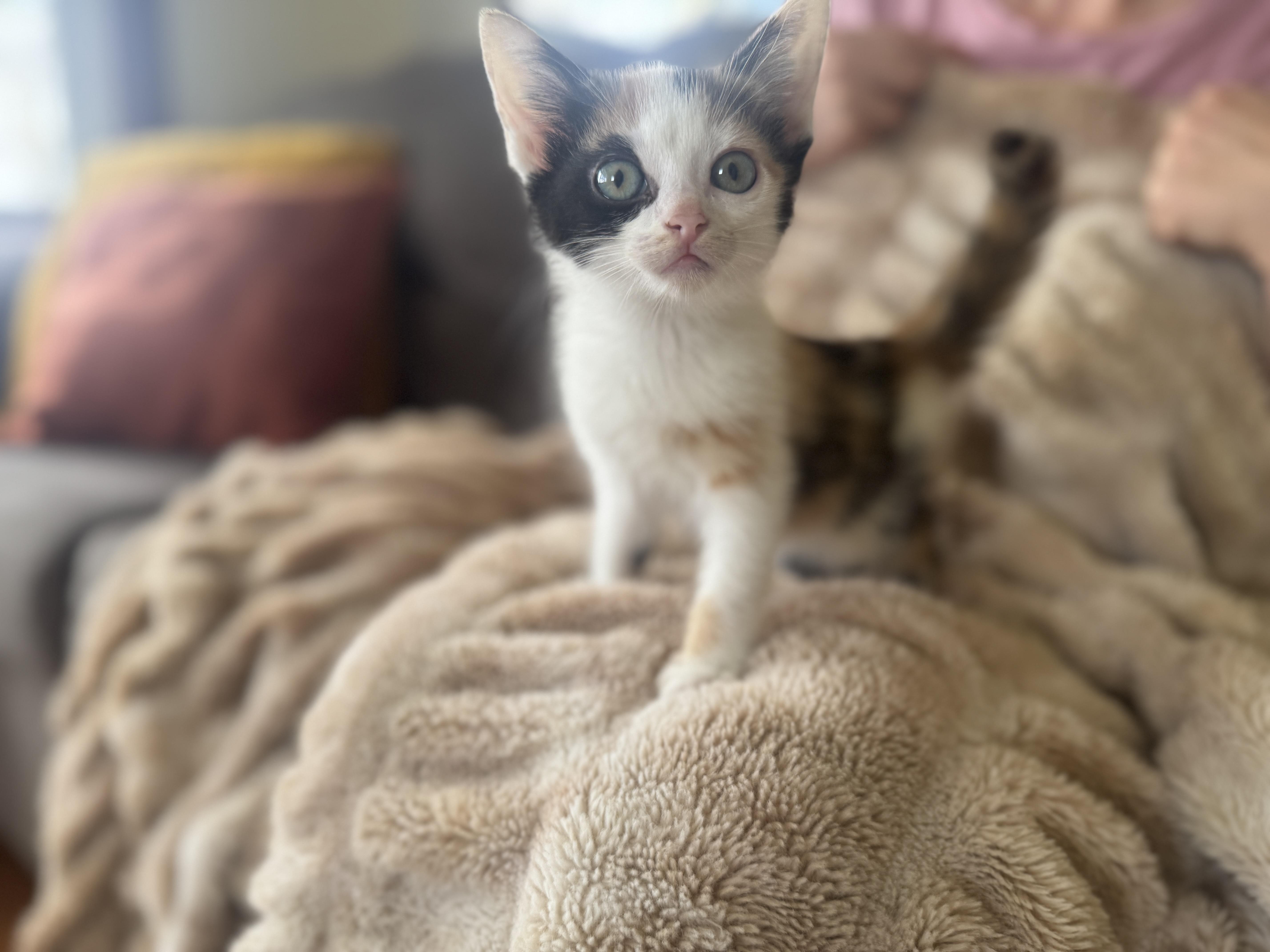 Noelletransport thumbnail 2