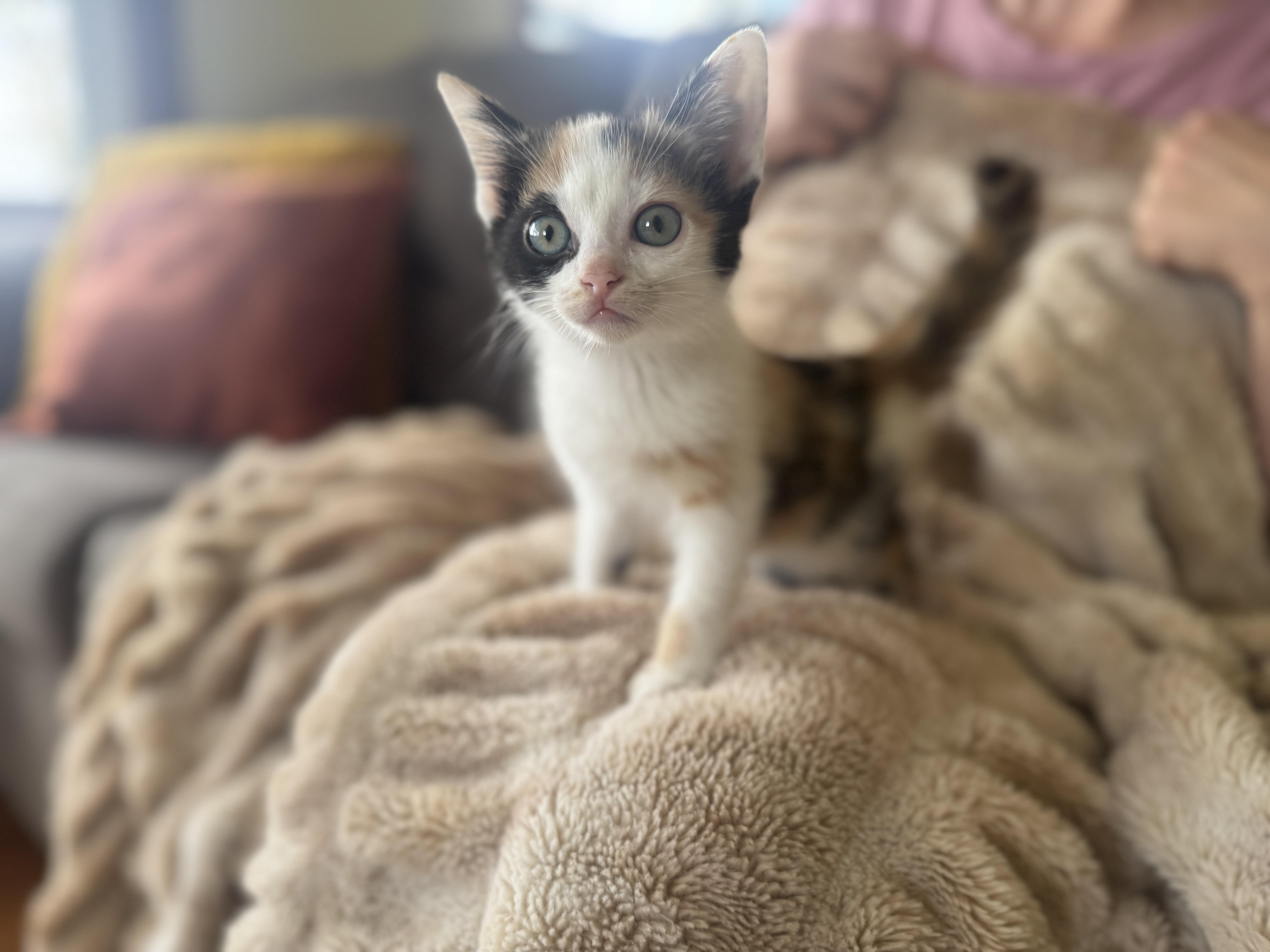 Noelletransport thumbnail 4