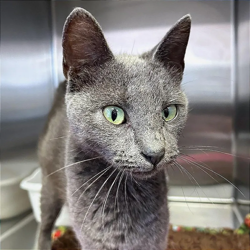 A young small-sized female Domestic Short Hair cat named Zena for adoption in Hannibal, MO