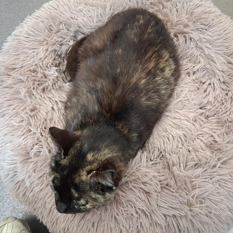 A senior medium-sized female Tortoiseshell Domestic Short Hair cat named Dorothy for adoption in Middlebury, VT