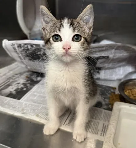 A baby small-sized female Domestic Short Hair cat named Short Stack for adoption in Los Angeles, CA