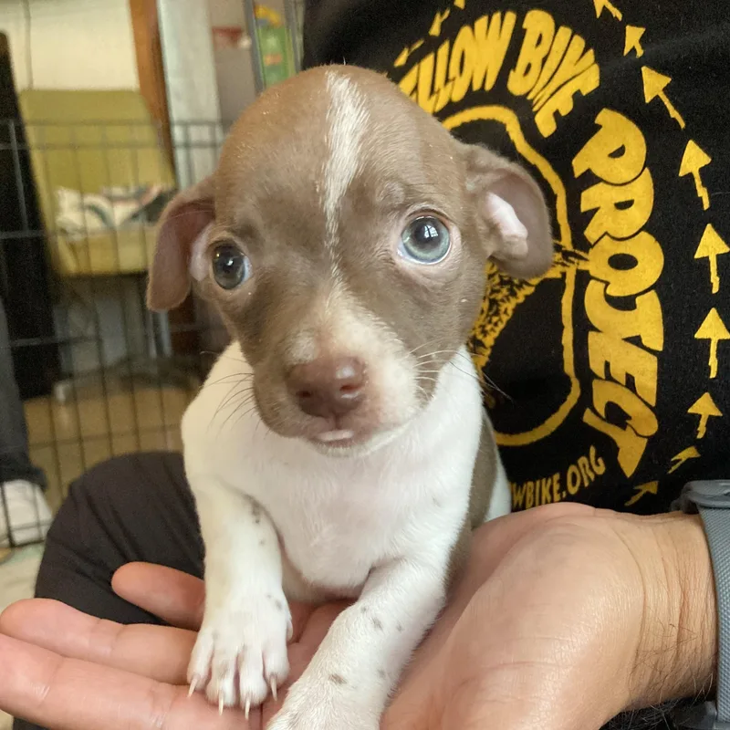 A baby small-sized female White / Cream Chihuahua dog named Lady Macbeth for adoption in Warren, RI