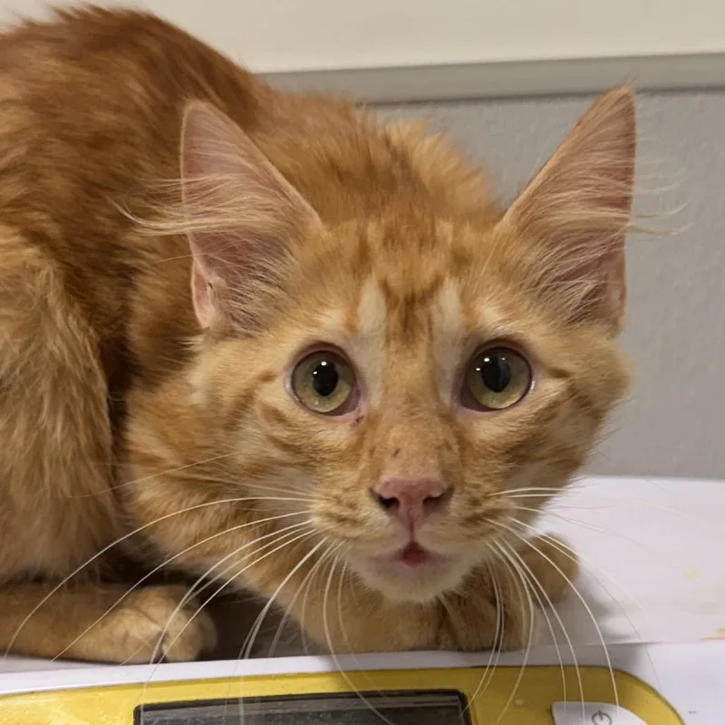 A young small-sized male Domestic Medium Hair cat named Logan for adoption in Tampa, FL