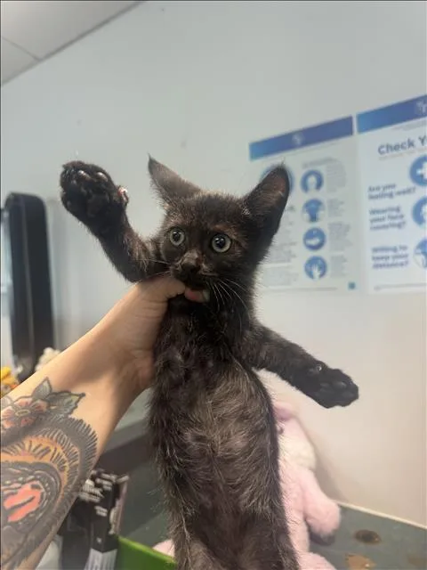 A baby small-sized female Domestic Short Hair cat named Whiskers for adoption in Chatsworth, CA