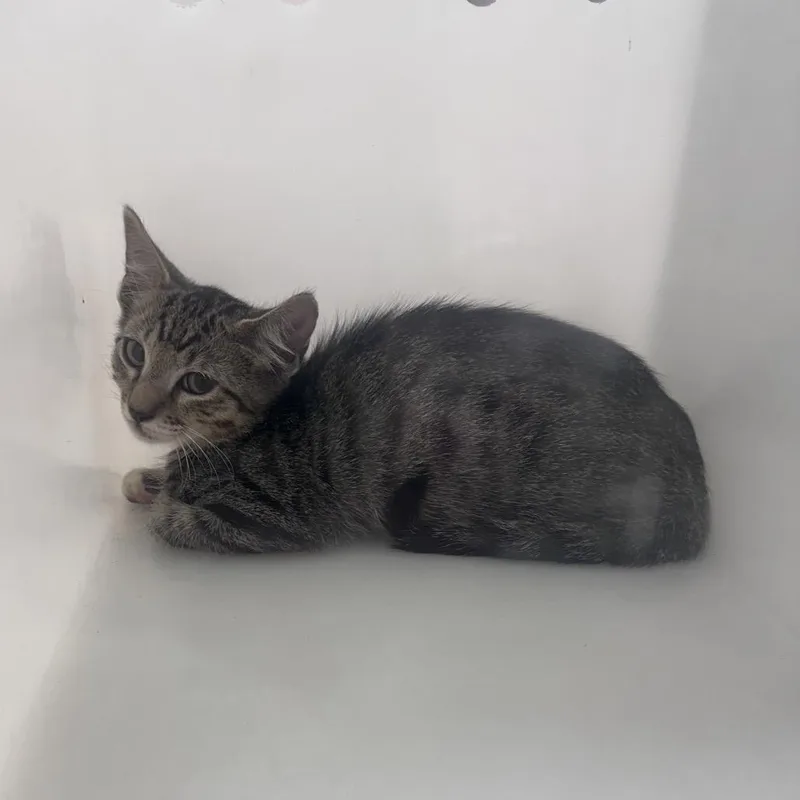 A baby small-sized male Gray / Blue / Silver Domestic Short Hair cat named Oxalis for adoption in Columbus, GA