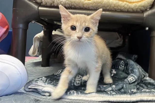 A baby small-sized female Domestic Short Hair cat named Coco for adoption in Palo Alto, CA