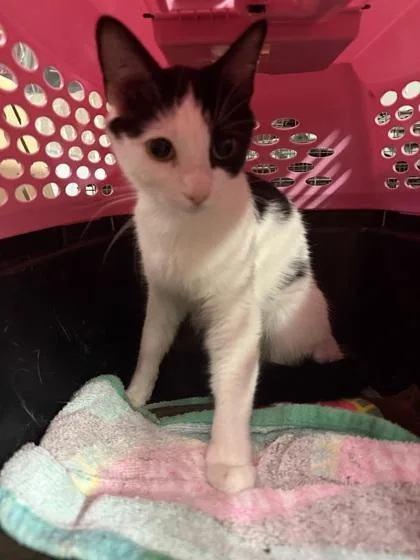 A baby small-sized female Domestic Short Hair cat named Oreo for adoption in Pendleton, OR