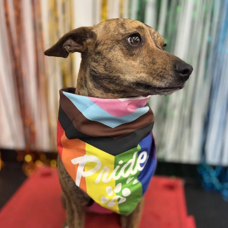 An adult medium-sized female Brown / Chocolate Mixed Breed dog named Mango for adoption in Fletcher, NC