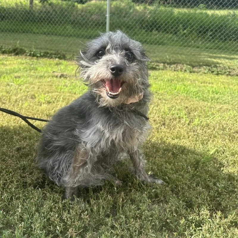 An adult small-sized female Gray / Blue / Silver Terrier dog named Chewy for adoption in Marshalltown, IA