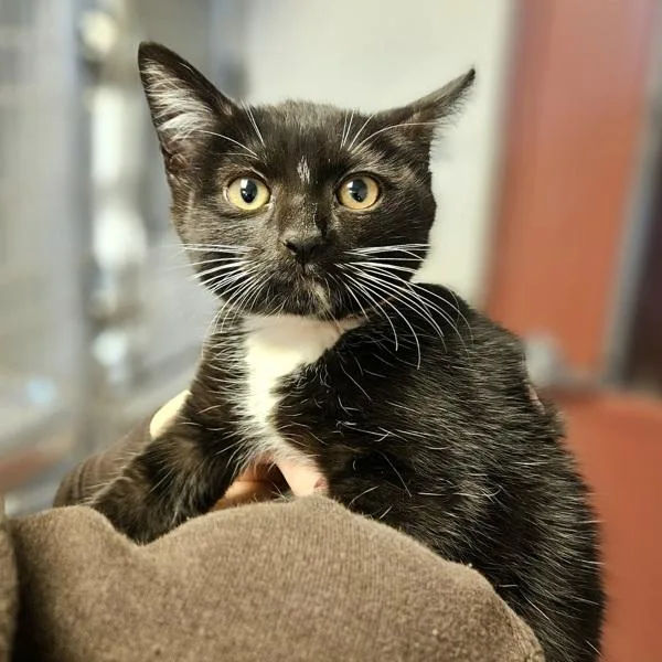 A baby small-sized female Domestic Short Hair cat named Bojangles for adoption in Oakland, CA