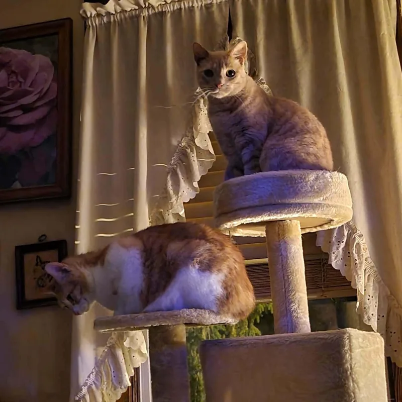 An adult medium-sized female Buff / Tan / Fawn Domestic Short Hair cat named Chrissy And Piper for adoption in Kent, OH