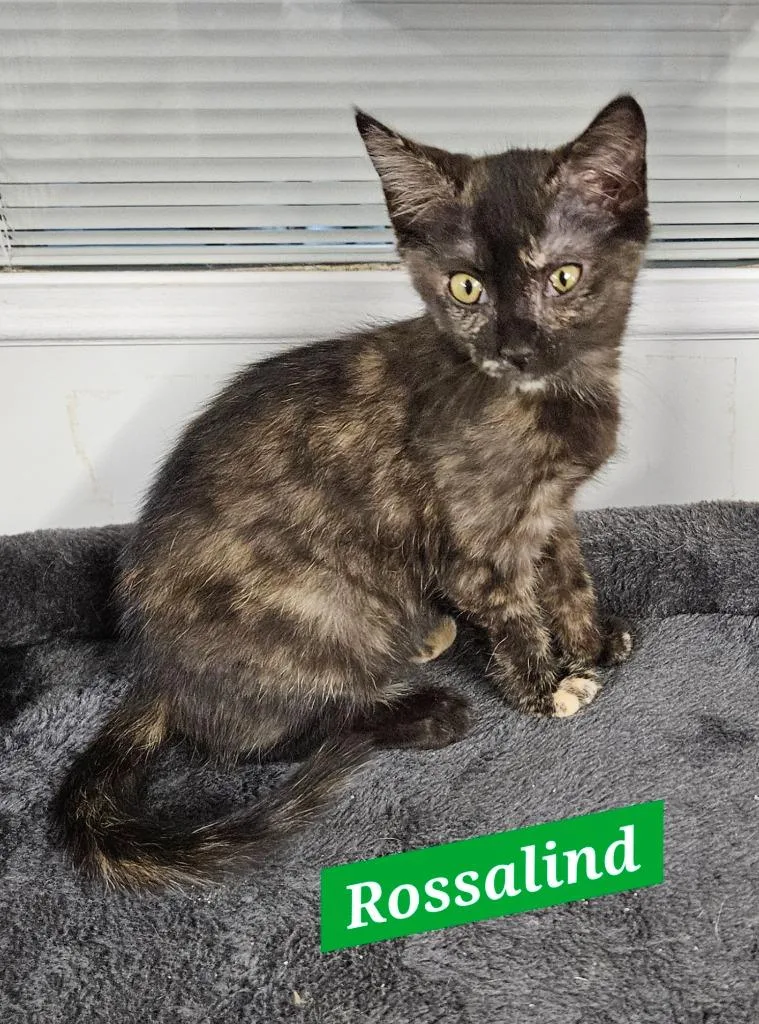 A baby medium-sized female Domestic Short Hair cat named Rossalind for adoption in Manchester, TN