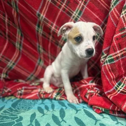 Runescape thumbnail 3