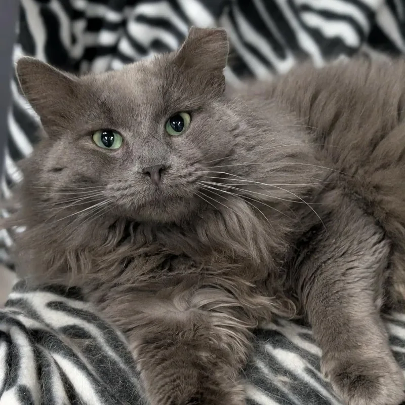 Maverick thumbnail 2