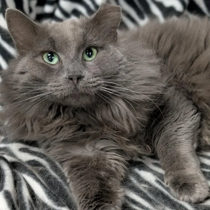 Maverick thumbnail 3