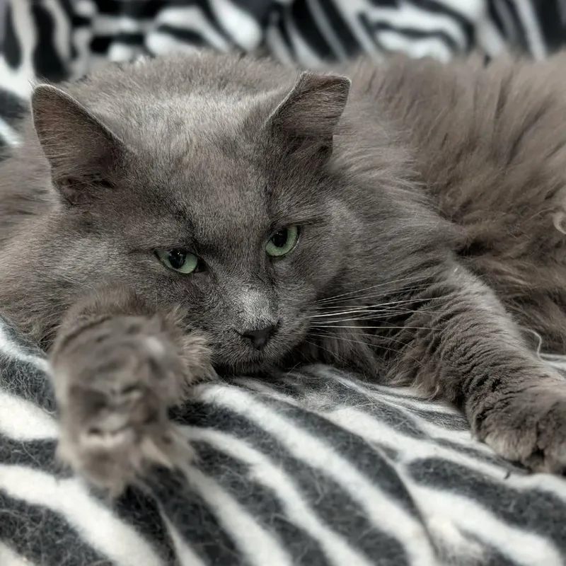 Maverick thumbnail 5