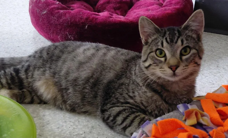 Dobby @ The Cat's thumbnail 2