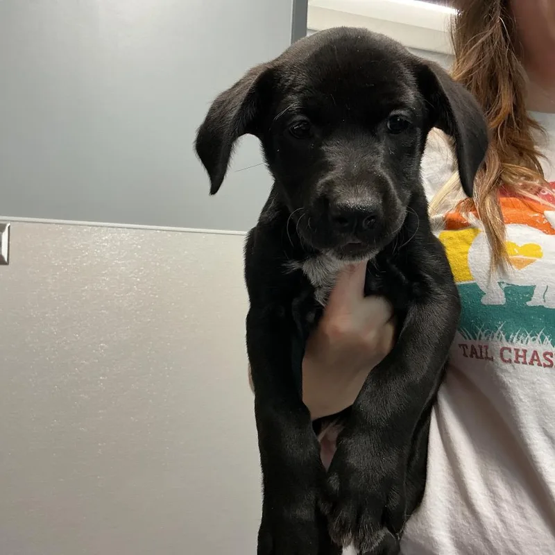 A baby small-sized female Black Labrador Retriever dog named Betty for adoption in St Joseph, MO