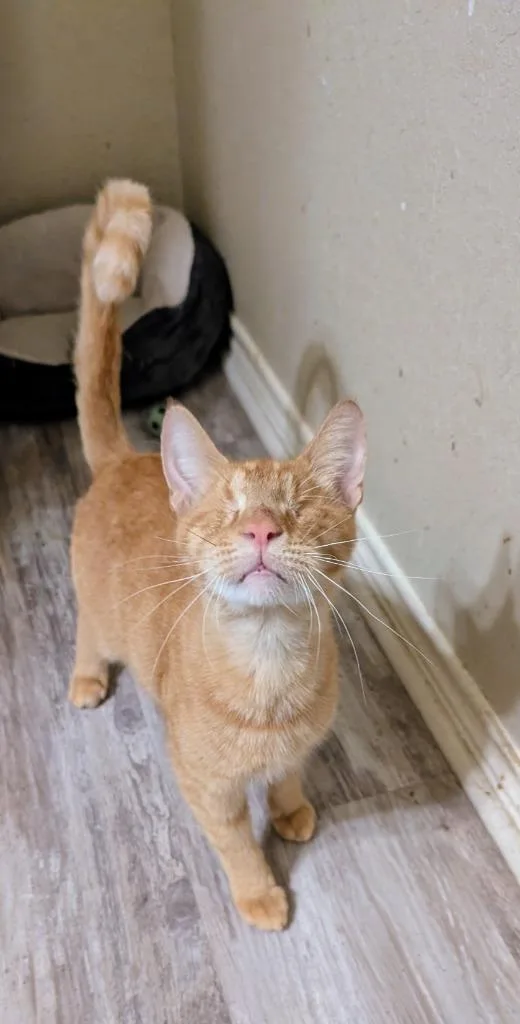 An adult medium-sized male Oriental Short Hair cat named Spaghettios for adoption in San Antonio, TX