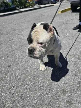 An adult medium-sized male Pit Bull Terrier dog named Brutus for adoption in Los Angeles, CA