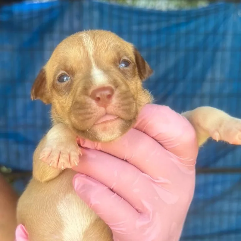 A baby medium-sized male Yellow / Tan / Blond / Fawn Mixed Breed dog named Bailey for adoption in QUINCY, FL