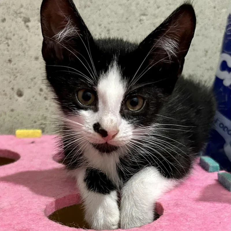 A baby medium-sized male Domestic Short Hair cat named So for adoption in Warwick, RI