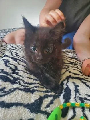 A baby small-sized male Domestic Short Hair cat named James for adoption in Seattle, WA