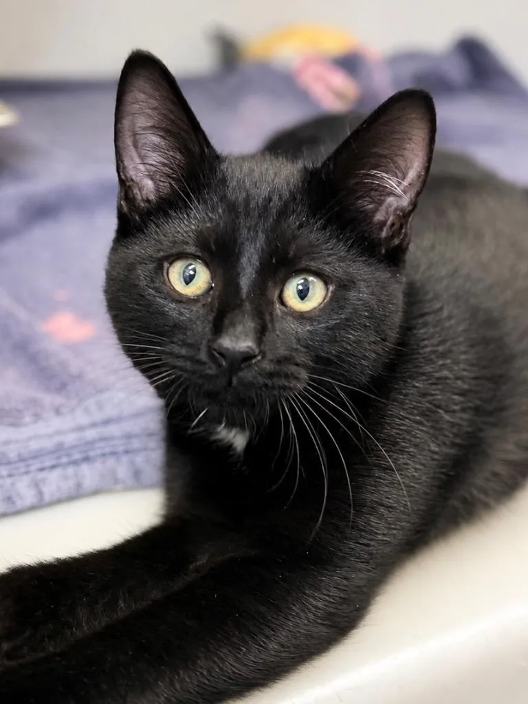 A baby medium-sized male Domestic Short Hair cat named Diamond for adoption in Menomonie, WI
