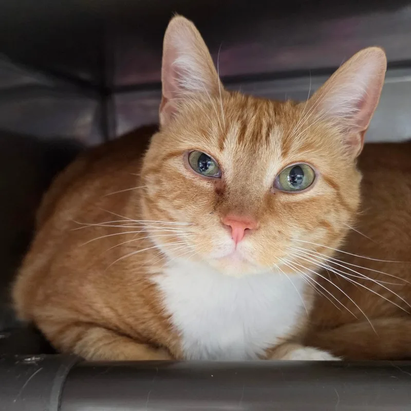 An adult small-sized female Orange / Red Domestic Short Hair cat named Twixie for adoption in Jefferson city, TN