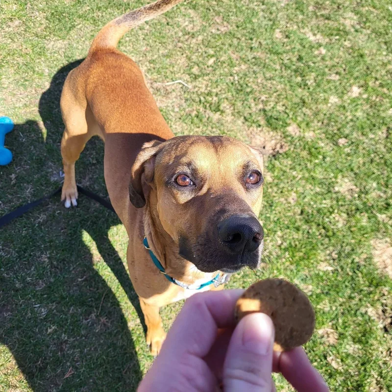 An adult medium-sized male Golden Hound dog named Louie for adoption in Chilton, WI