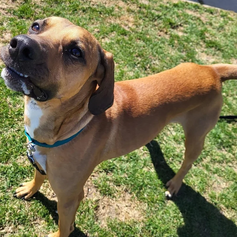 Louie thumbnail 6